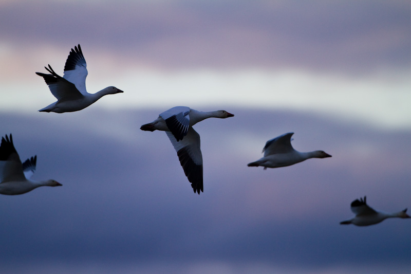 Snow Geese In Flight